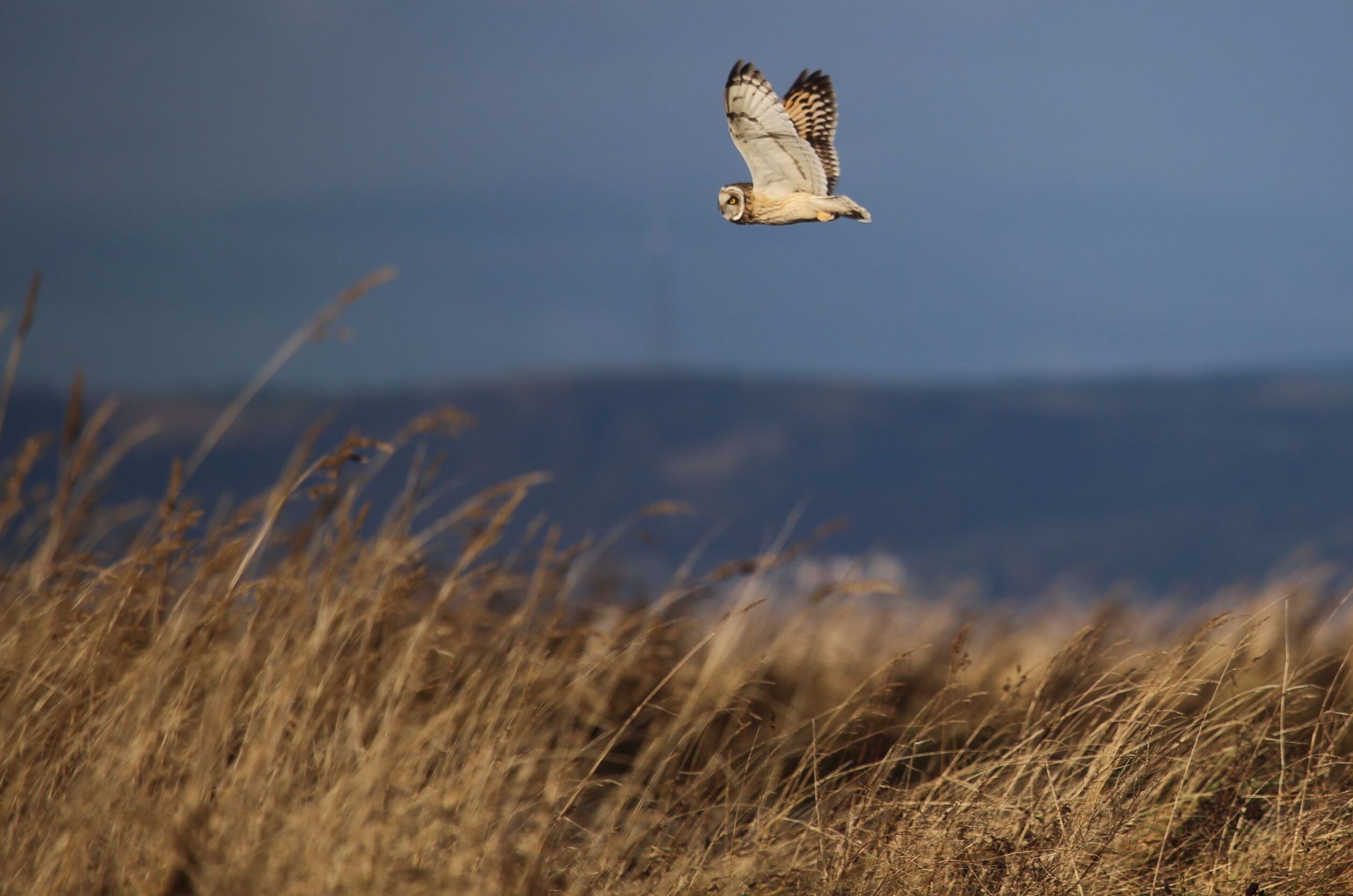 ShortEaredOwl-hunt_sandra-graham-1-aspect-ratio-540-358