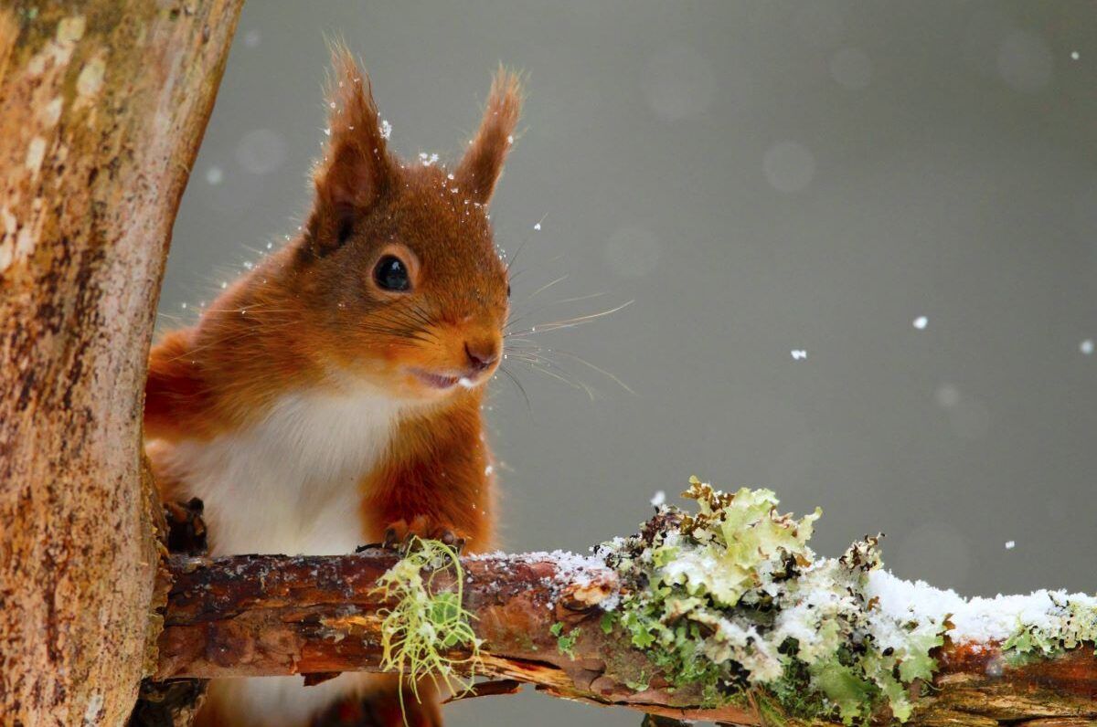 Squirrel_EDITED-1-aspect-ratio-540-358