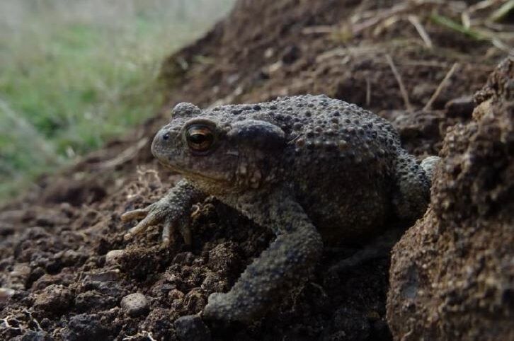 Toad-aspect-ratio-540-358
