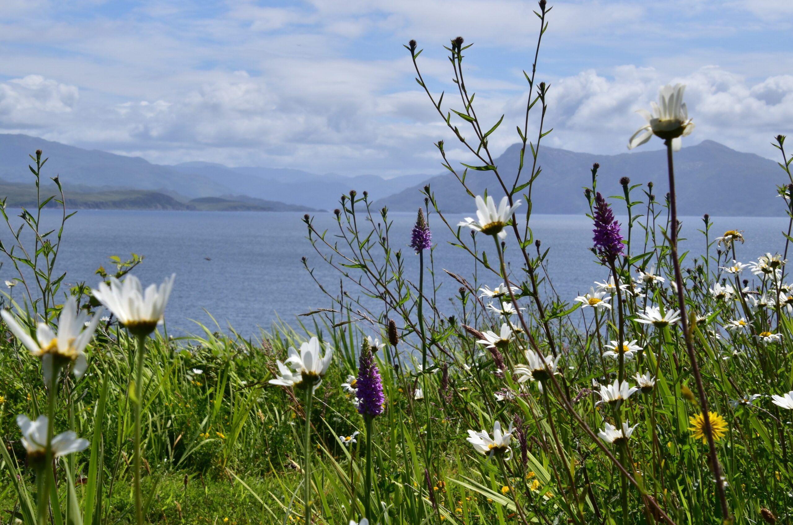 Wildlflowers-Calum-McLennan-scaled-aspect-ratio-540-358