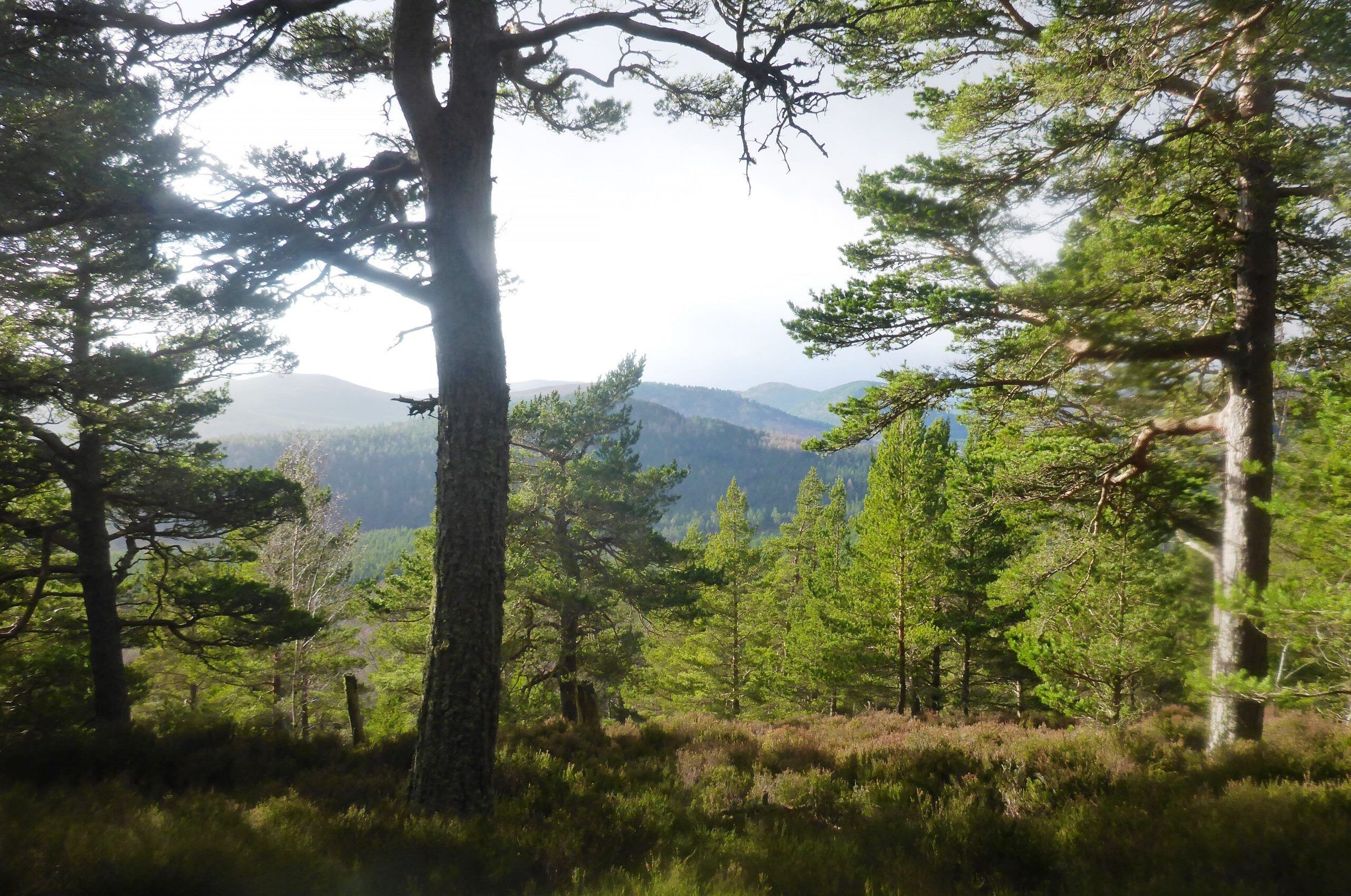 Woodland-scaled-1-aspect-ratio-540-358