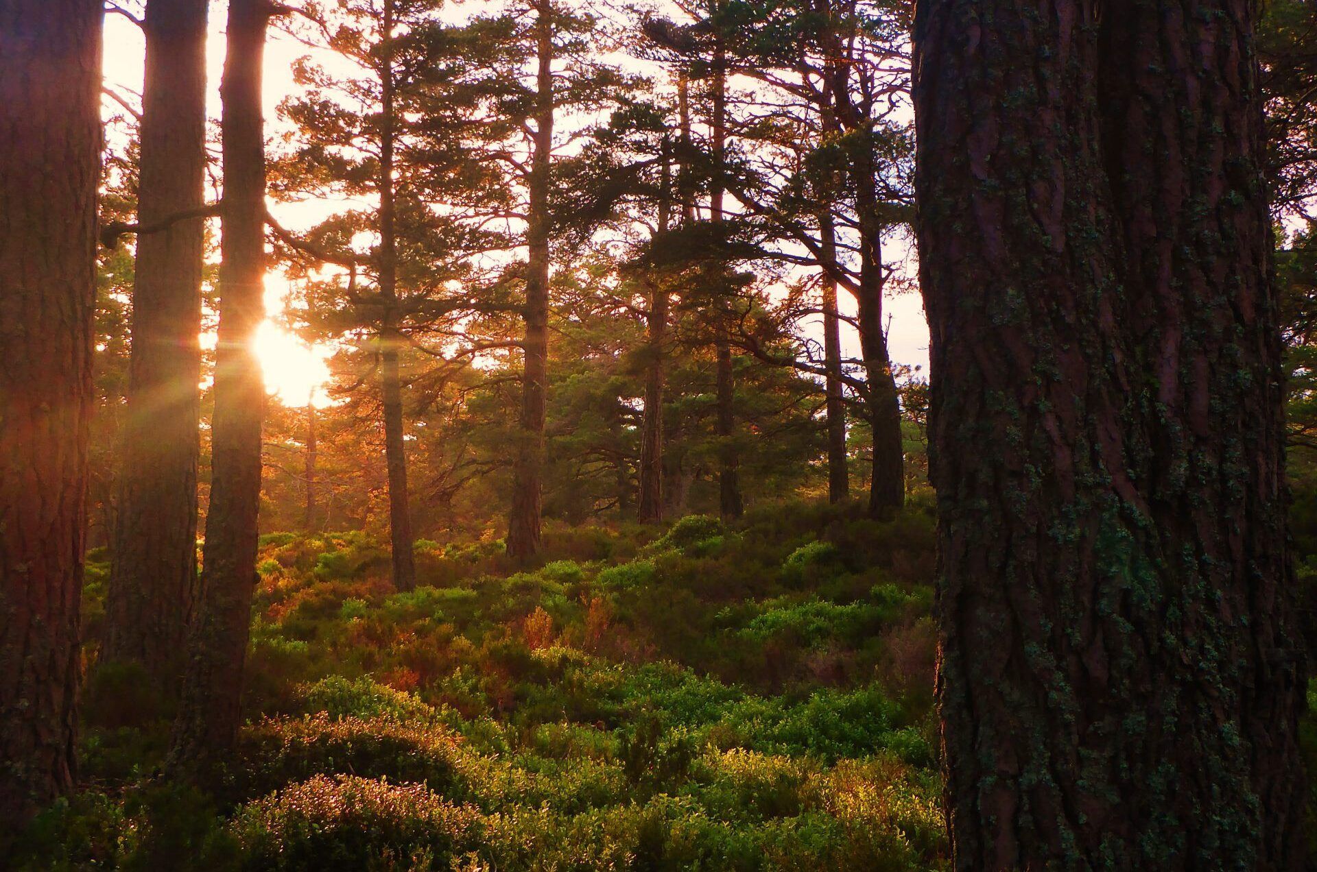 Woodland_DannyCarden_EDITED-scaled-1-aspect-ratio-540-358