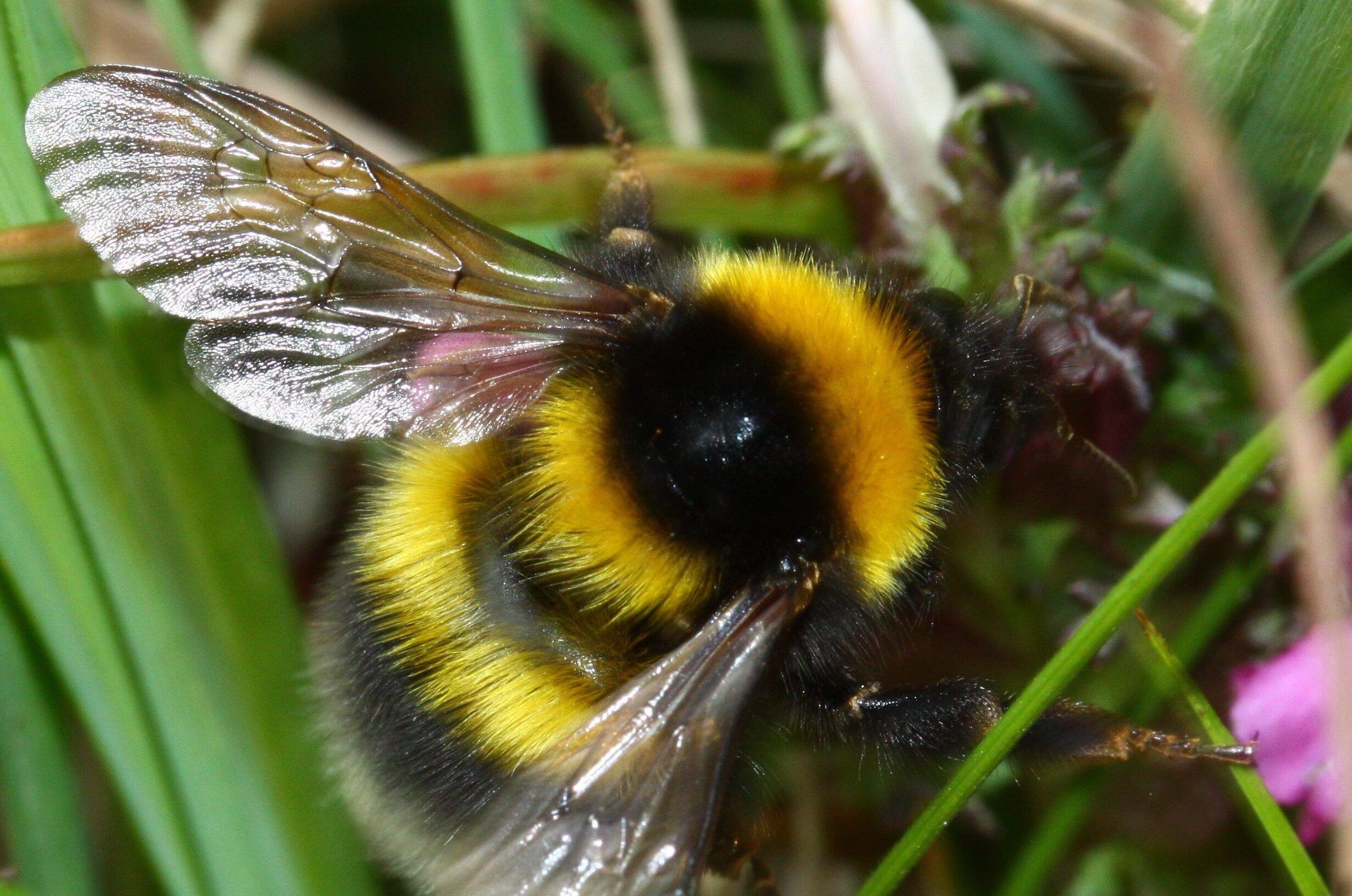 garden-bumblebee_BSCG-Gus-Jones-aspect-ratio-540-358