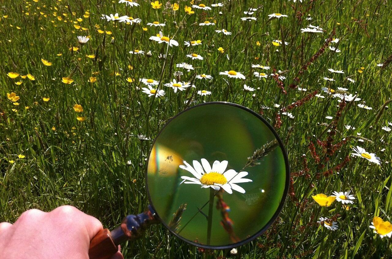 magnifying-glass-479742_1280-aspect-ratio-540-358