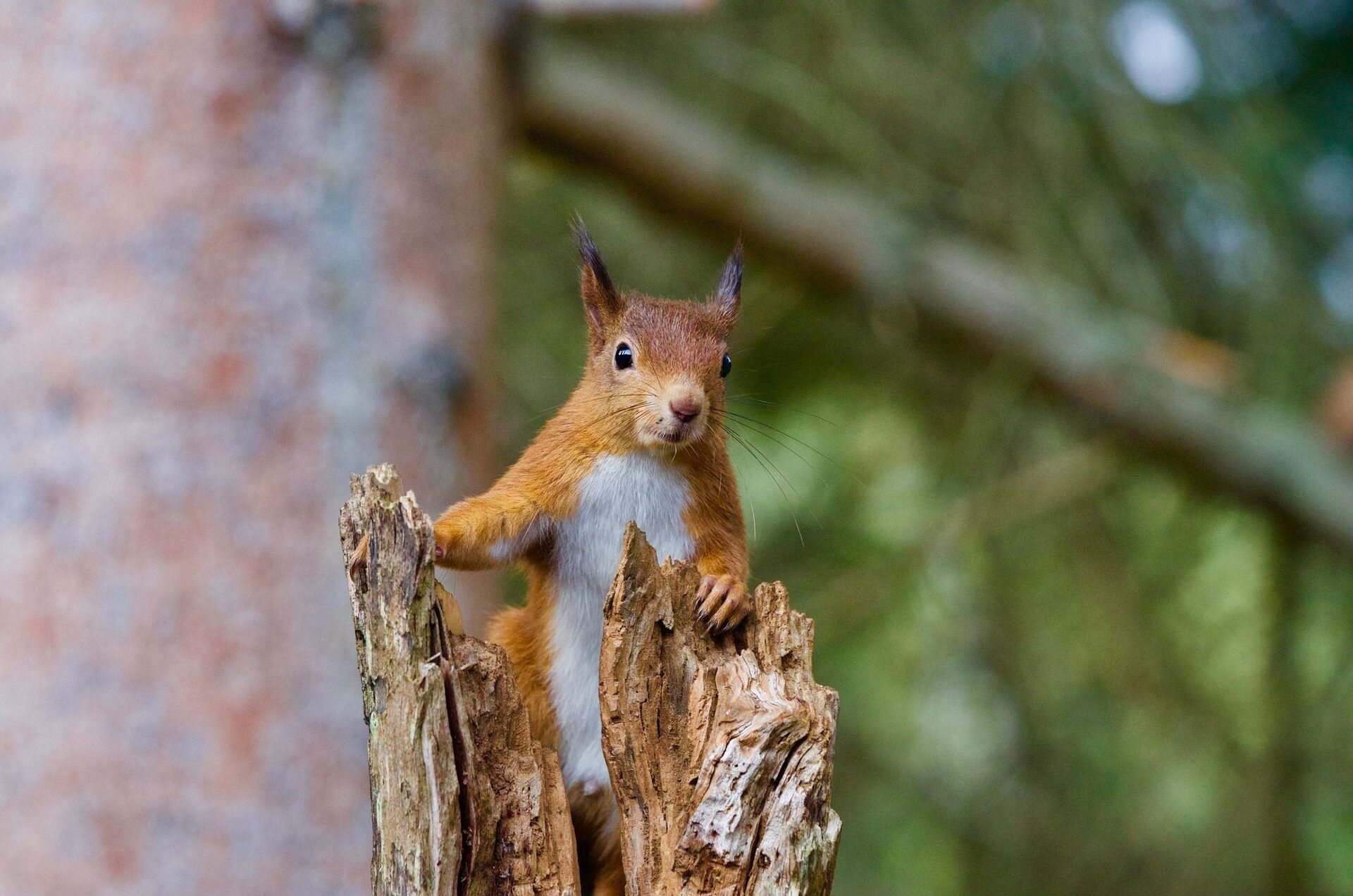 squirrel-2827760_1920-aspect-ratio-540-358
