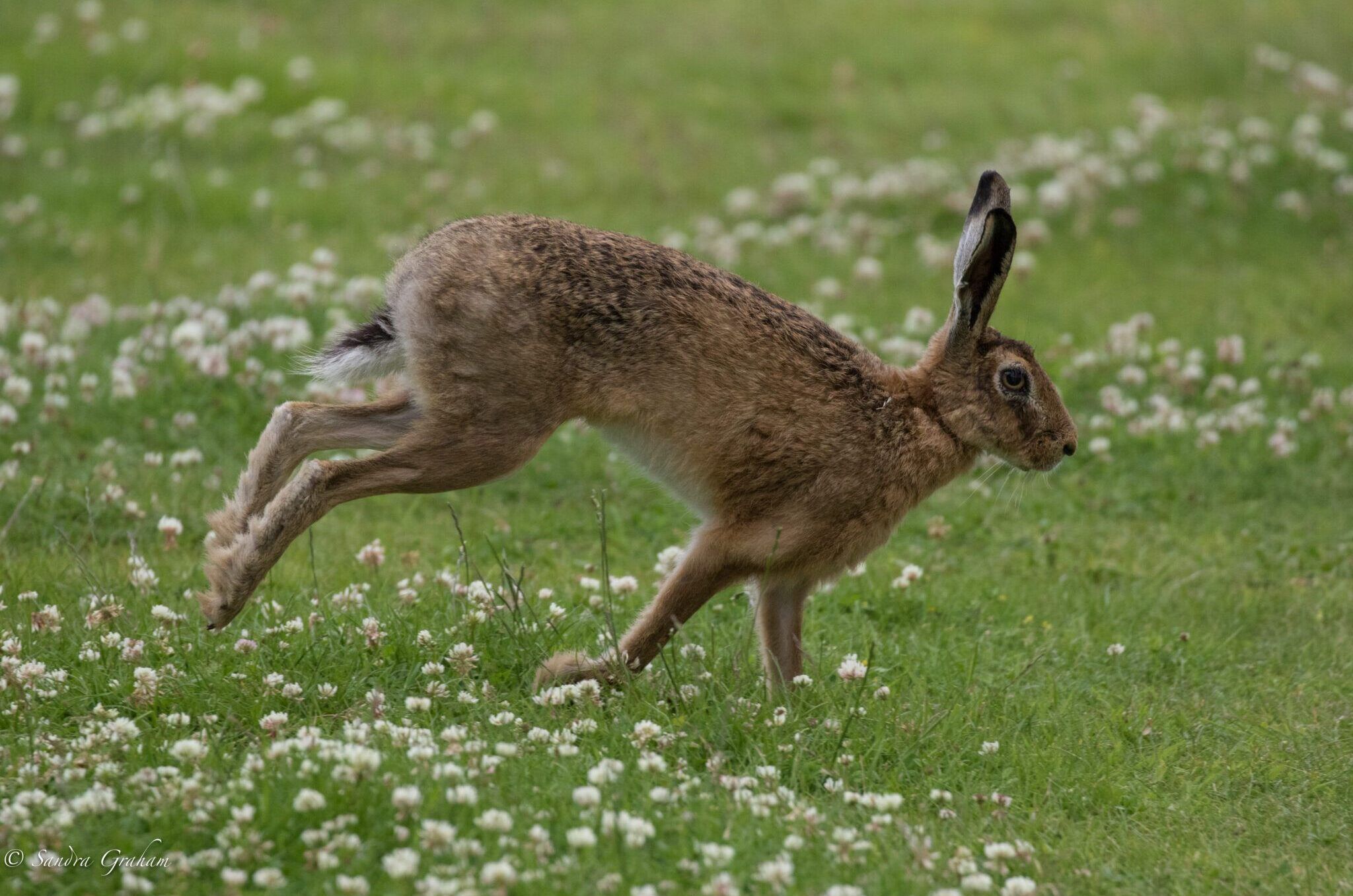 Brown-Hare-©-Sandra-Graham-2048x1365-1-aspect-ratio-540-358