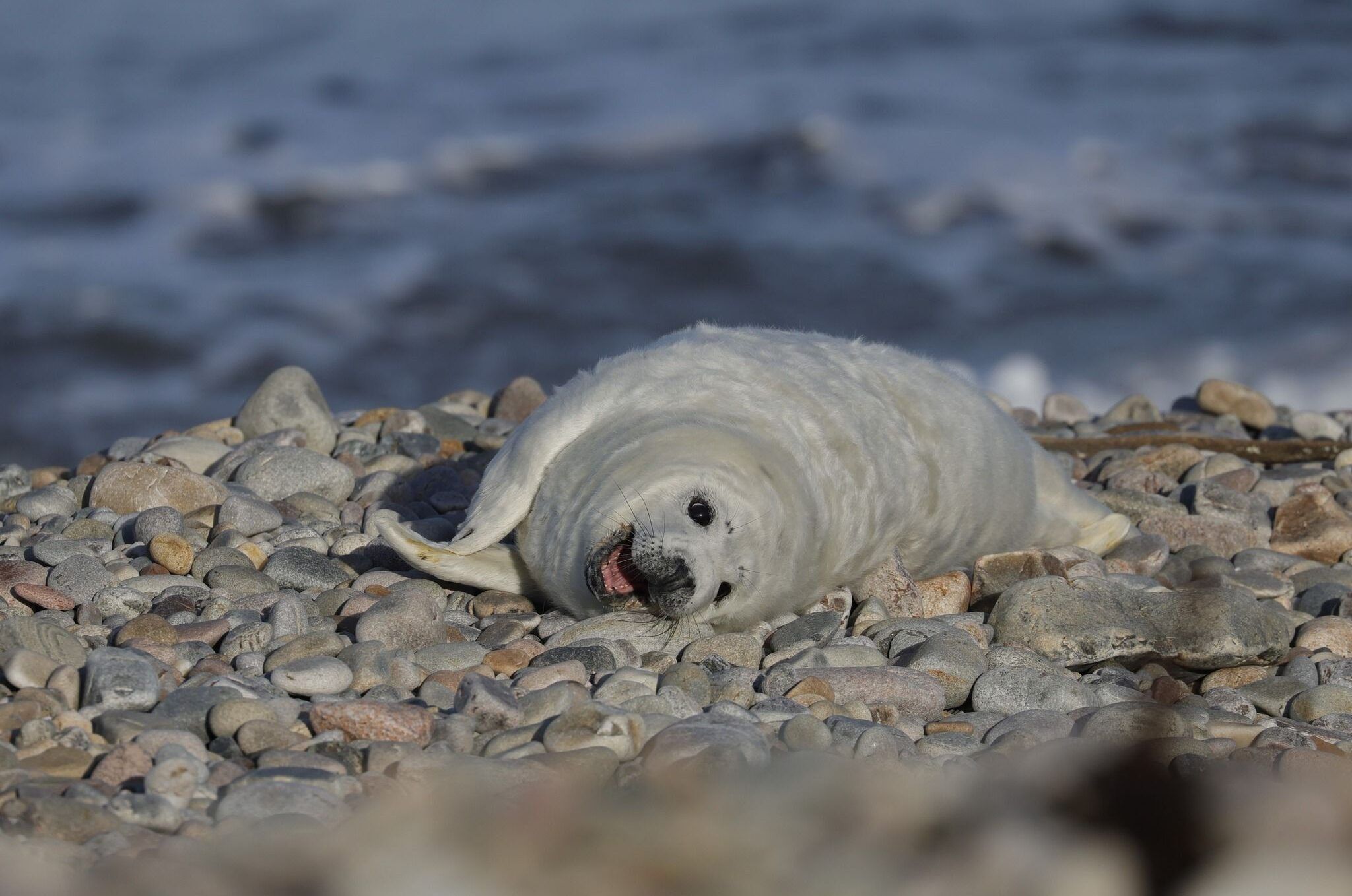 C-Cath-Bain-Grey-Seal-pup-2-aspect-ratio-540-358