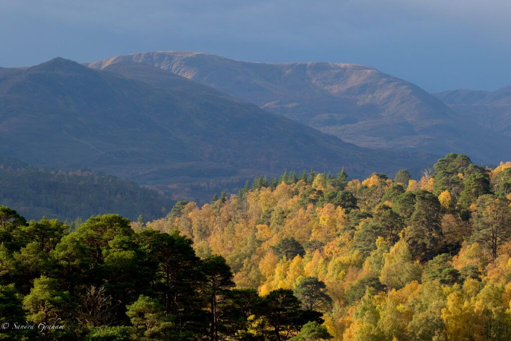 A landscape scene in Glen Affric, with trees in the foreground and mountains in the background