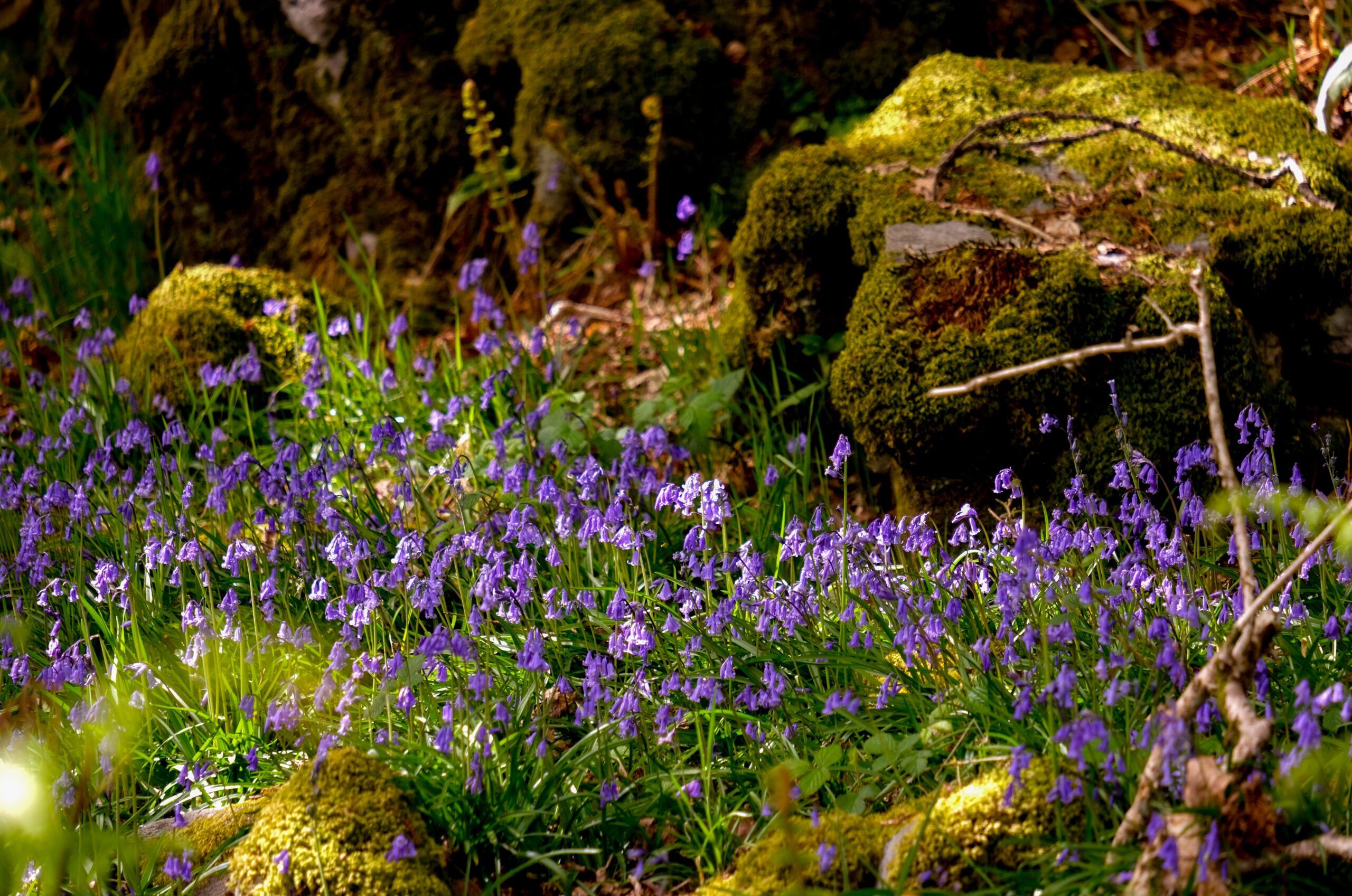 Bluebells-Sandra-Graham-large-scaled-aspect-ratio-540-358