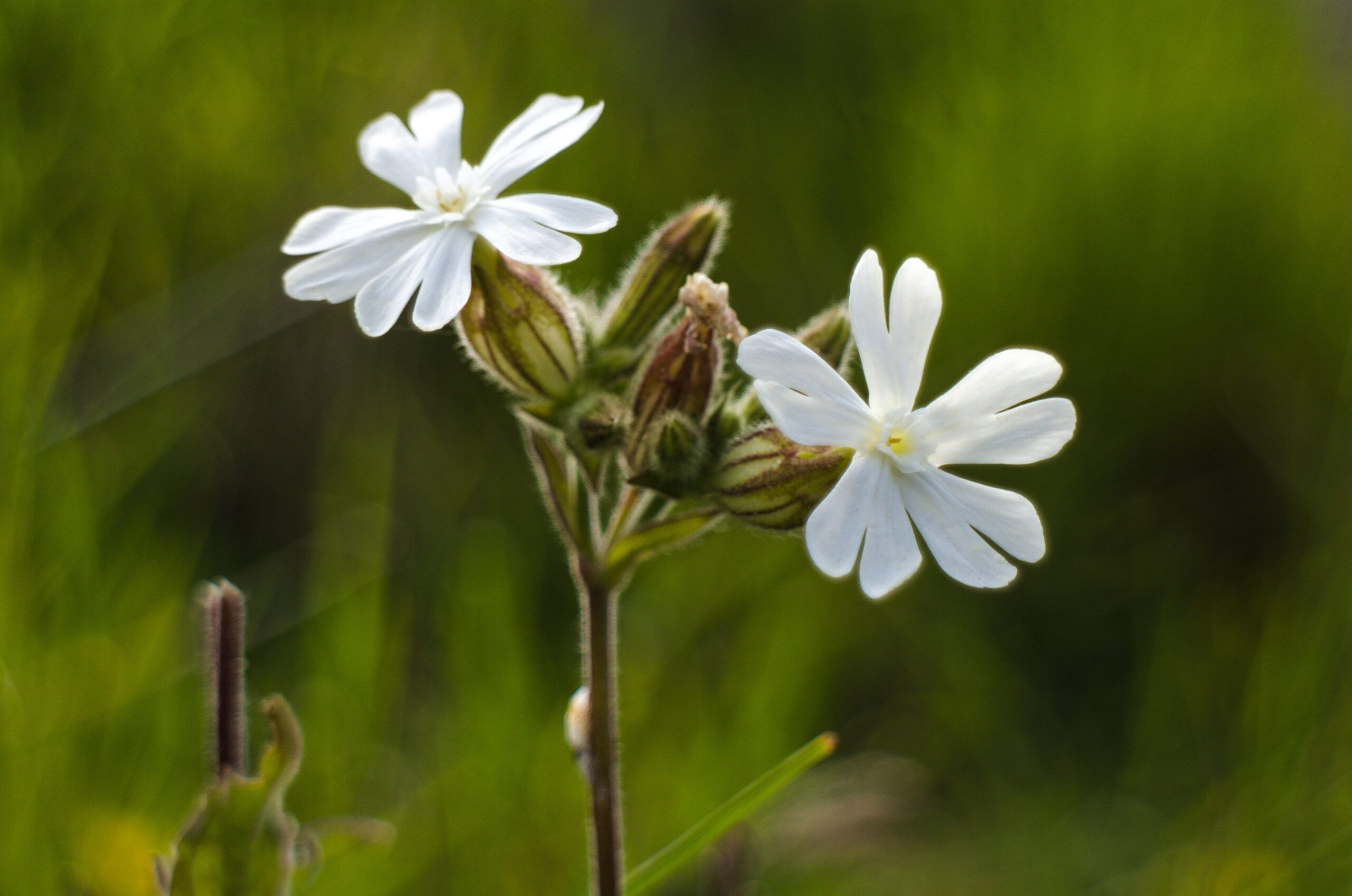 white-campion-scaled-aspect-ratio-540-358