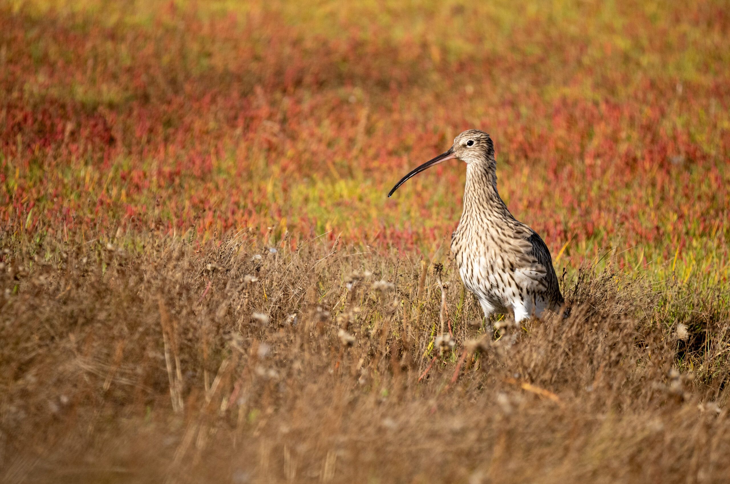 Curlew-Sandra-Graham-scaled-aspect-ratio-540-358