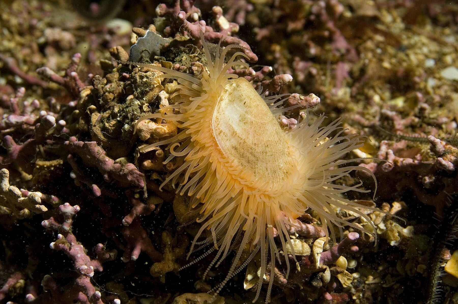 Flame-shell-among-maerl-Strome-1-RJ2-Credit-Paul-Naylor-marinephoto.co_.uk_-aspect-ratio-540-358