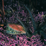 underwater photo of scallop and brittle stars on a maerl bed. background of the photo is dark, and maerl at the front is bright pink