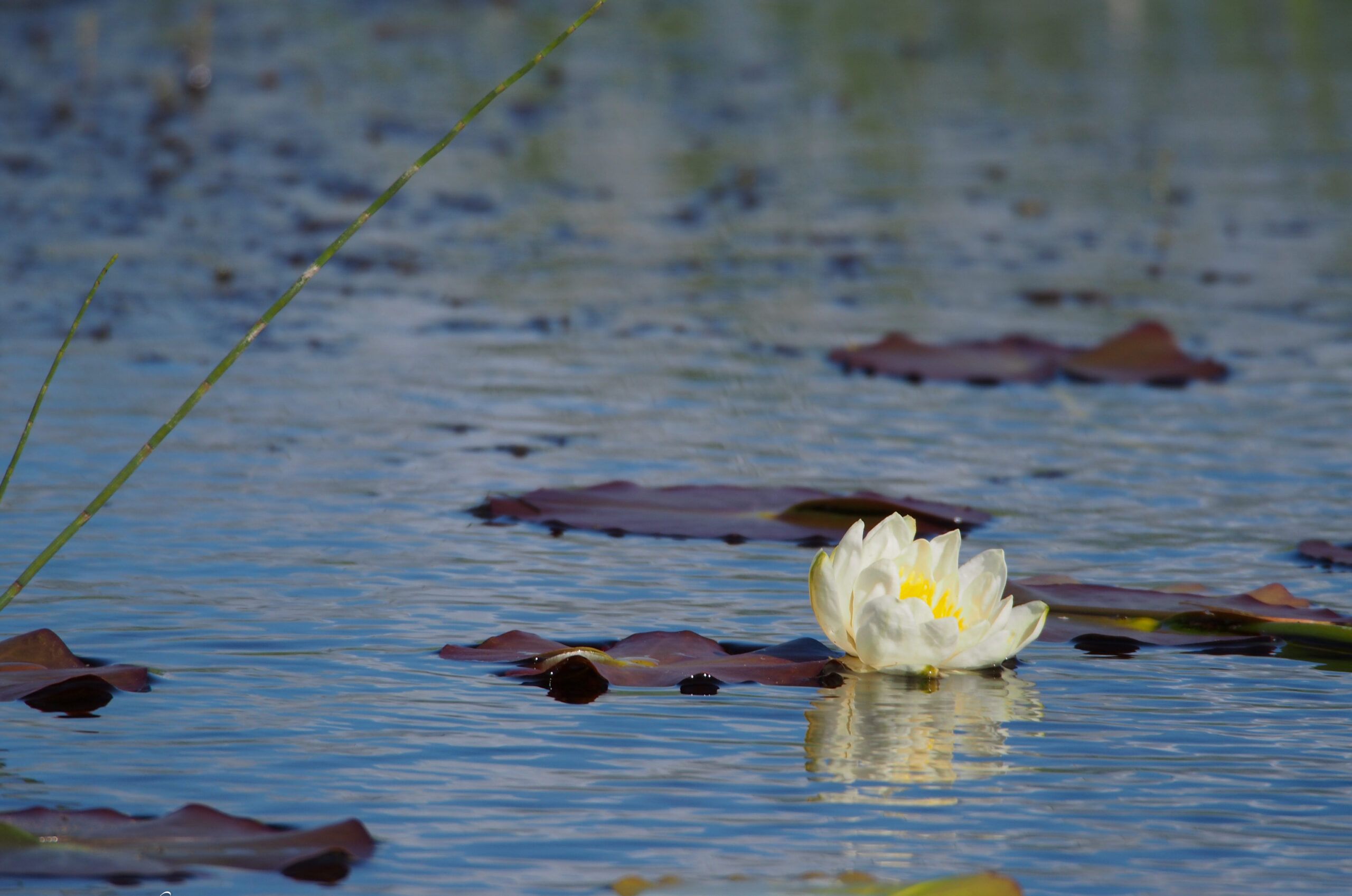 Waterlily-Sandra-Graham-Copy-scaled-aspect-ratio-540-358